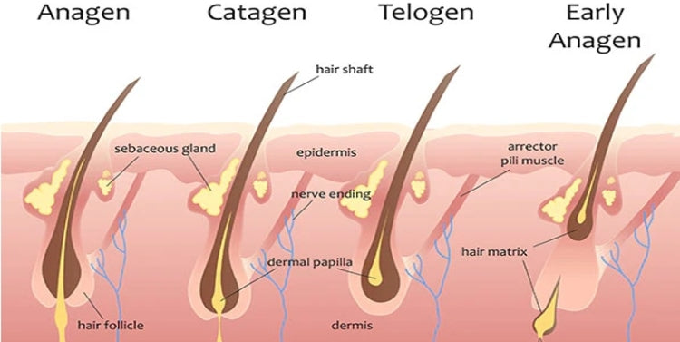 Hair Growth Cycle